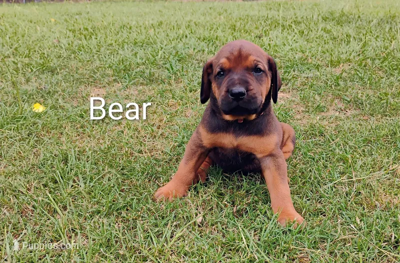 Bear – Doberman Pinscher, English Mastiff puppy for sale in Brantley, AL