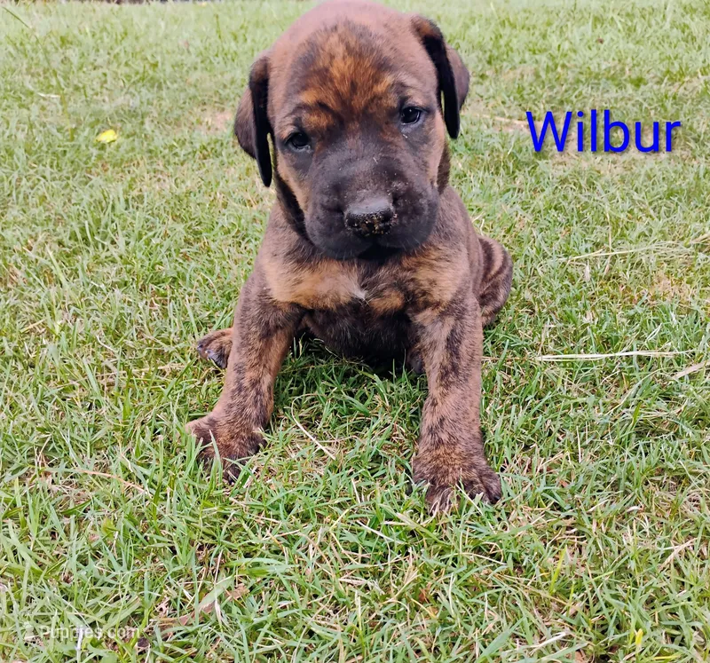 Wilbur – Doberman Pinscher, English Mastiff puppy for sale in Brantley, AL