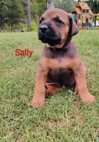 Sally , a female Doberman Pinscher and English Mastiff for sale in Brantley, AL – 7 of 7