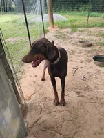 Daphne, a female Doberman Pinscher for sale in Brantley, AL – 3 of 3
