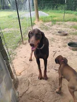 Daphne, a female Doberman Pinscher for sale in Brantley, AL – 2 of 3