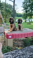 Tank, a male Doberman Pinscher and English Mastiff for sale in Brantley, AL – 4 of 8