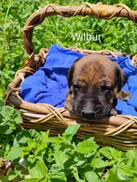 Wilbur, a male Doberman Pinscher and English Mastiff for sale in Brantley, AL – 2 of 2