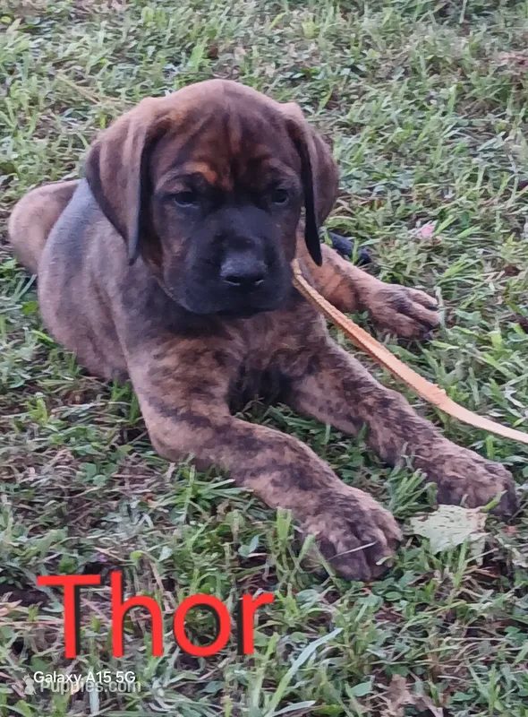 Thor – Doberman Pinscher, English Mastiff puppy for sale in Brantley, AL