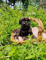 Sadie, a female Doberman Pinscher and English Mastiff for sale in Brantley, AL – 1 of 1