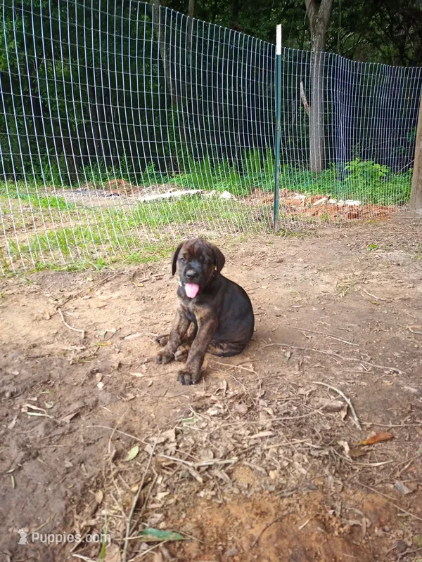 Sadie – Doberman Pinscher, English Mastiff puppy for sale in Brantley, AL