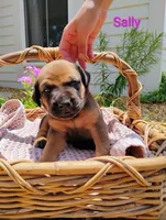 Sally , a female Doberman Pinscher and English Mastiff for sale in Brantley, AL – 2 of 2