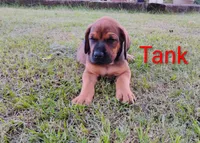 Tank, a male Doberman Pinscher and English Mastiff for sale in Brantley, AL – 6 of 8