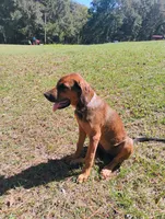 Sally , a female Doberman Pinscher and English Mastiff for sale in Brantley, AL – 3 of 7
