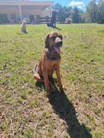 Sally , a female Doberman Pinscher and English Mastiff for sale in Brantley, AL – 2 of 7