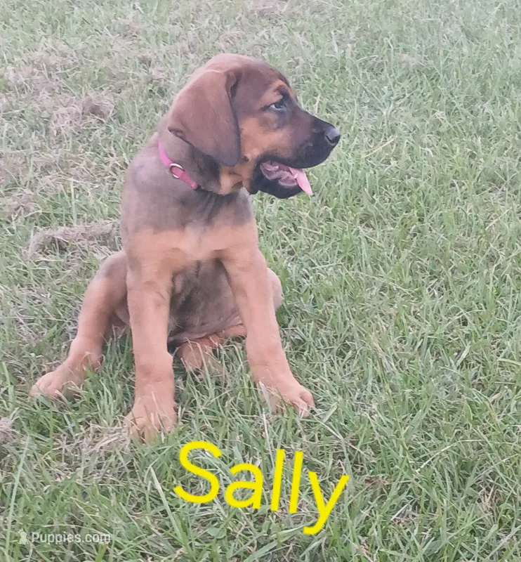Sally  – Doberman Pinscher, English Mastiff puppy for sale in Brantley, AL