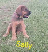 Sally , a female Doberman Pinscher and English Mastiff for sale in Brantley, AL – 1 of 7