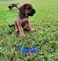Tank, a male Doberman Pinscher and English Mastiff for sale in Brantley, AL – 7 of 8
