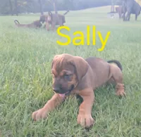 Sally , a female Doberman Pinscher and English Mastiff for sale in Brantley, AL – 2 of 7