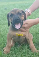 Tank, a male Doberman Pinscher and English Mastiff for sale in Brantley, AL – 2 of 8