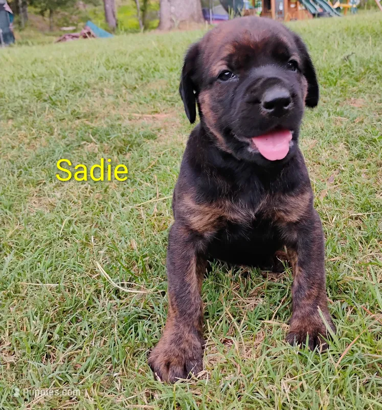 Sadie – Doberman Pinscher, English Mastiff puppy for sale in Brantley, AL