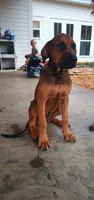 Sally , a female Doberman Pinscher and English Mastiff for sale in Brantley, AL – 4 of 7