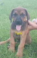 Tank, a male Doberman Pinscher and English Mastiff for sale in Brantley, AL – 1 of 8