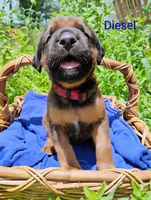 Diesel, a male Doberman Pinscher and English Mastiff for sale in Brantley, AL – 2 of 2
