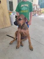 Sally , a female Doberman Pinscher and English Mastiff for sale in Brantley, AL – 5 of 7