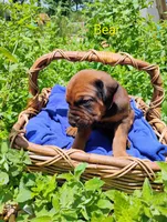 Bear, a male Doberman Pinscher and English Mastiff for sale in Brantley, AL – 2 of 2
