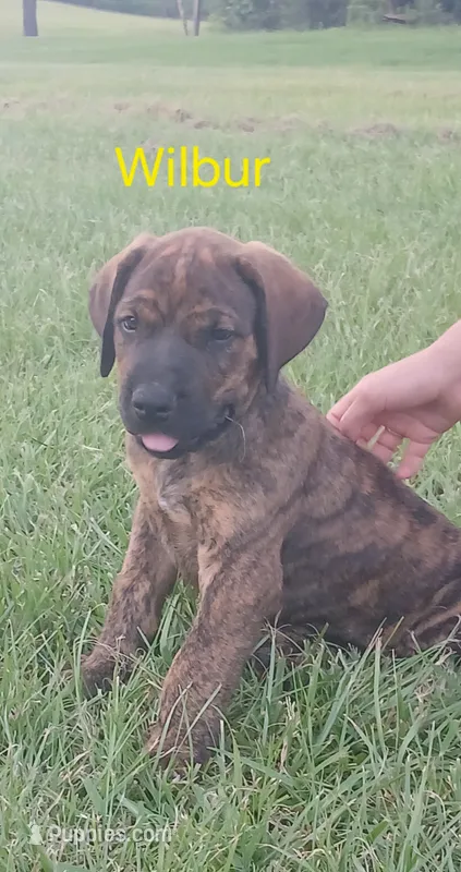 Wilbur – Doberman Pinscher, English Mastiff puppy for sale in Brantley, AL