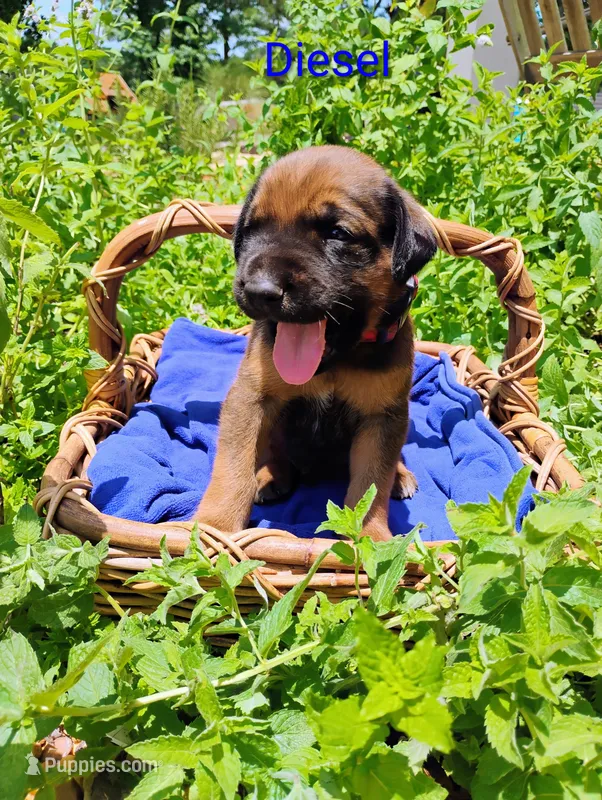 Diesel – Doberman Pinscher, English Mastiff puppy for sale in Brantley, AL