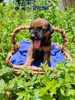 Diesel, a male Doberman Pinscher and English Mastiff for sale in Brantley, AL – 1 of 2