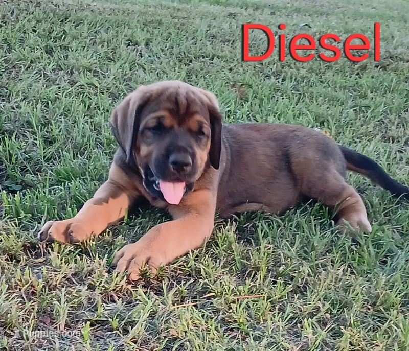 Diesel – Doberman Pinscher, English Mastiff puppy for sale in Brantley, AL