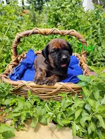 Thor, a male Doberman Pinscher and English Mastiff for sale in Brantley, AL – 2 of 2
