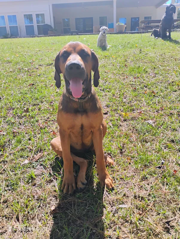 Sally  – Doberman Pinscher, English Mastiff puppy for sale in Brantley, AL