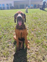 Sally , a female Doberman Pinscher and English Mastiff for sale in Brantley, AL – 1 of 7