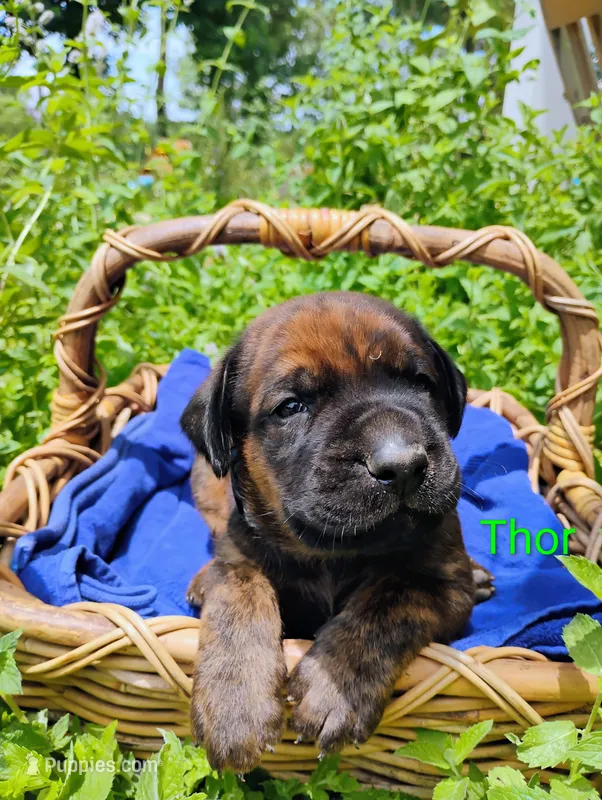 Thor – Doberman Pinscher, English Mastiff puppy for sale in Brantley, AL