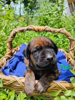 Thor, a male Doberman Pinscher and English Mastiff for sale in Brantley, AL – 1 of 2