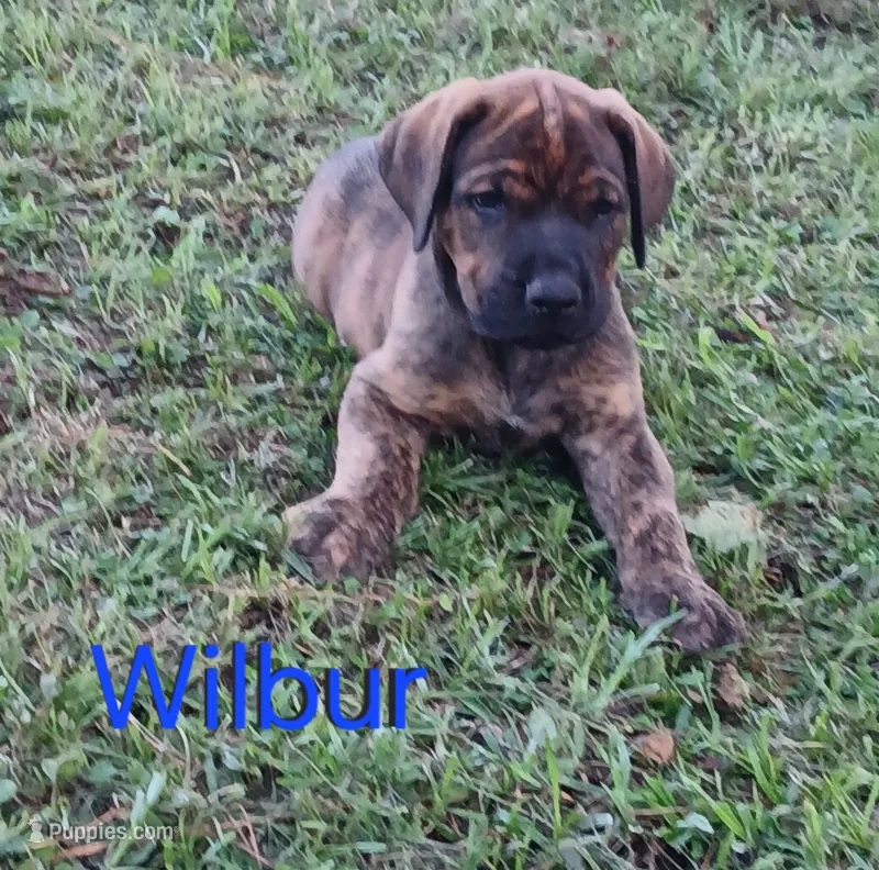 Wilbur – Doberman Pinscher, English Mastiff puppy for sale in Brantley, AL