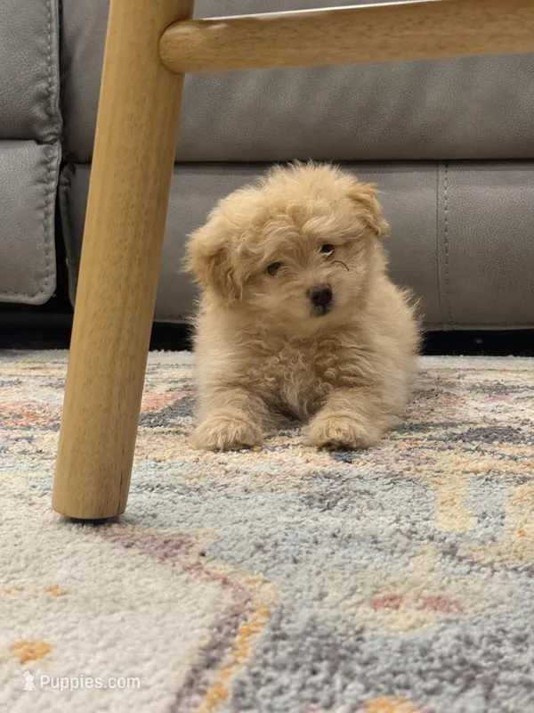 Tessa – Pomapoo puppy for sale in Centralia, IL
