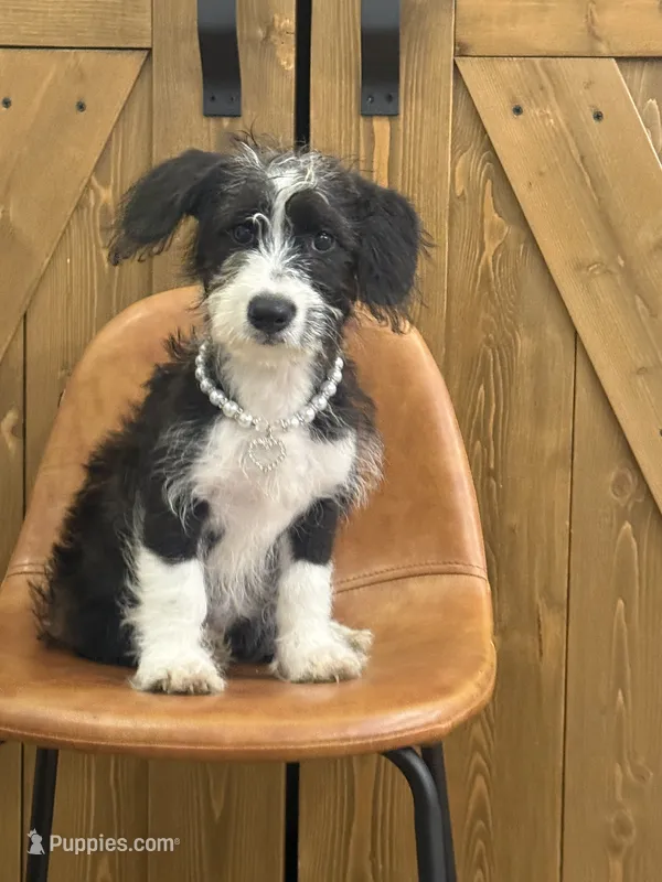 Maisie – Pembroke Welsh Corgi, Poodle - Miniature  puppy for sale in Centralia, IL