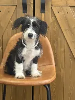 Maisie, a male Pembroke Welsh Corgi and Poodle - Miniature  for sale in Centralia, IL – 1 of 2