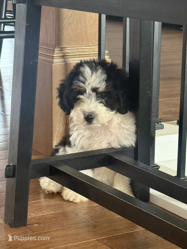 Rip – Miniature Aussiedoodle puppy for sale in Centralia, IL