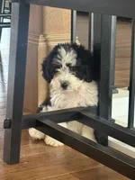 Rip, a male Miniature Aussiedoodle for sale in Centralia, IL – 1 of 2
