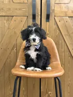 Winston , a male Pembroke Welsh Corgi and Poodle - Miniature  for sale in Centralia, IL – 2 of 2