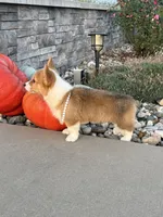 Dolly, a female Pembroke Welsh Corgi for sale in Centralia, IL – 4 of 4
