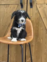 Benny, a male Pembroke Welsh Corgi and Poodle - Miniature  for sale in Centralia, IL – 2 of 3