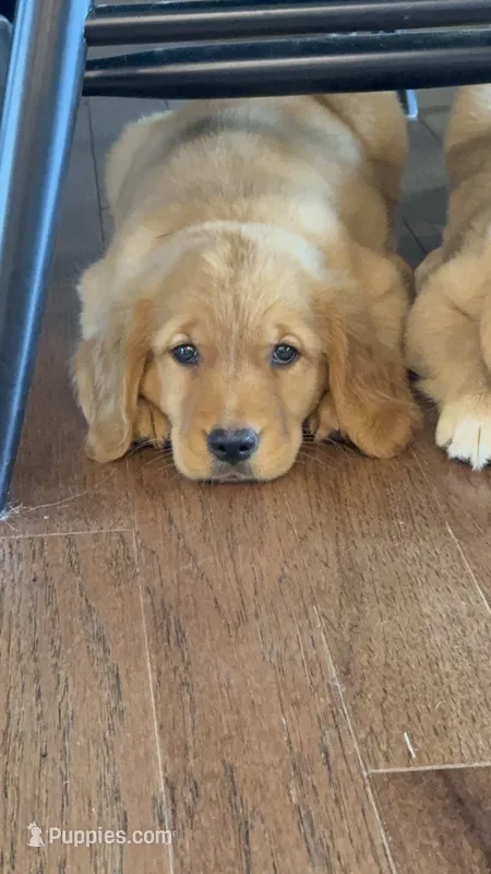 Milo – Golden Retriever puppy for sale in Centralia, IL