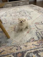 Ginger, a female Pomapoo for sale in Centralia, IL – Photo 2 of 2