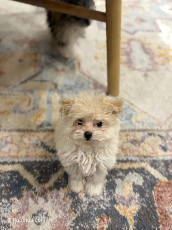 Ginger – Pomapoo puppy for sale in Centralia, IL