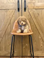 Tucker, a male Poodle - Miniature  for sale in Centralia, IL – Photo 2 of 2