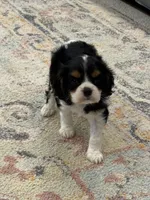 processed/345ce1d4-b737-4c19-95c5-8657ba9ee96e/listing/19a29c5c-94bd-4413-9934-7a66d1437a8f/3e4b6eb4-087f-44d1-b711-8cdfd8a6f5e4