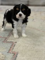 processed/345ce1d4-b737-4c19-95c5-8657ba9ee96e/listing/19a29c5c-94bd-4413-9934-7a66d1437a8f/c1425979-5d99-4eb5-a240-fe99b2a85a16