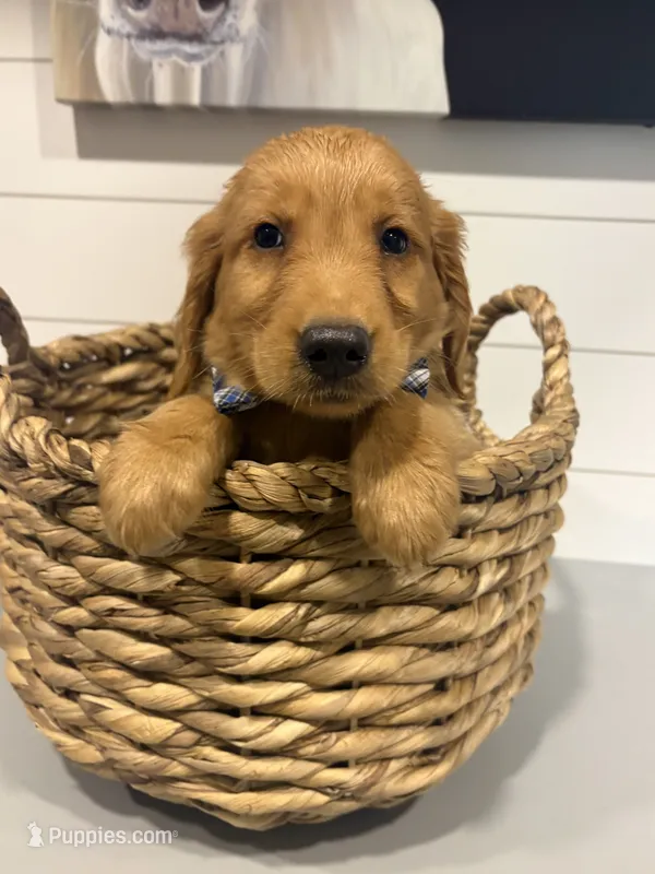Milo – Golden Retriever puppy for sale in Centralia, IL